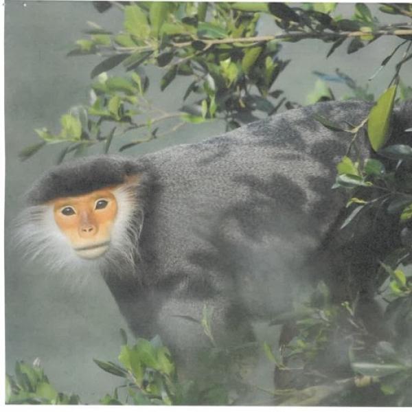 Global Seminar - Vietnam Primates