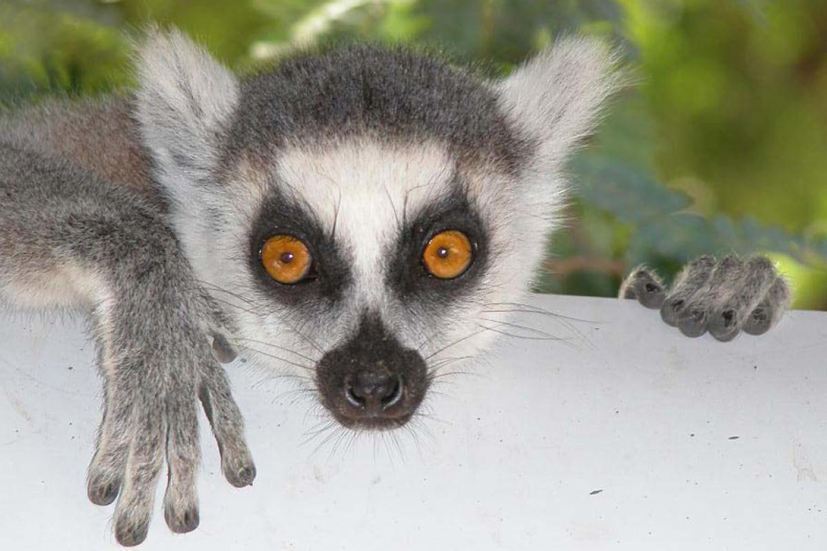 Baby Catta monkey