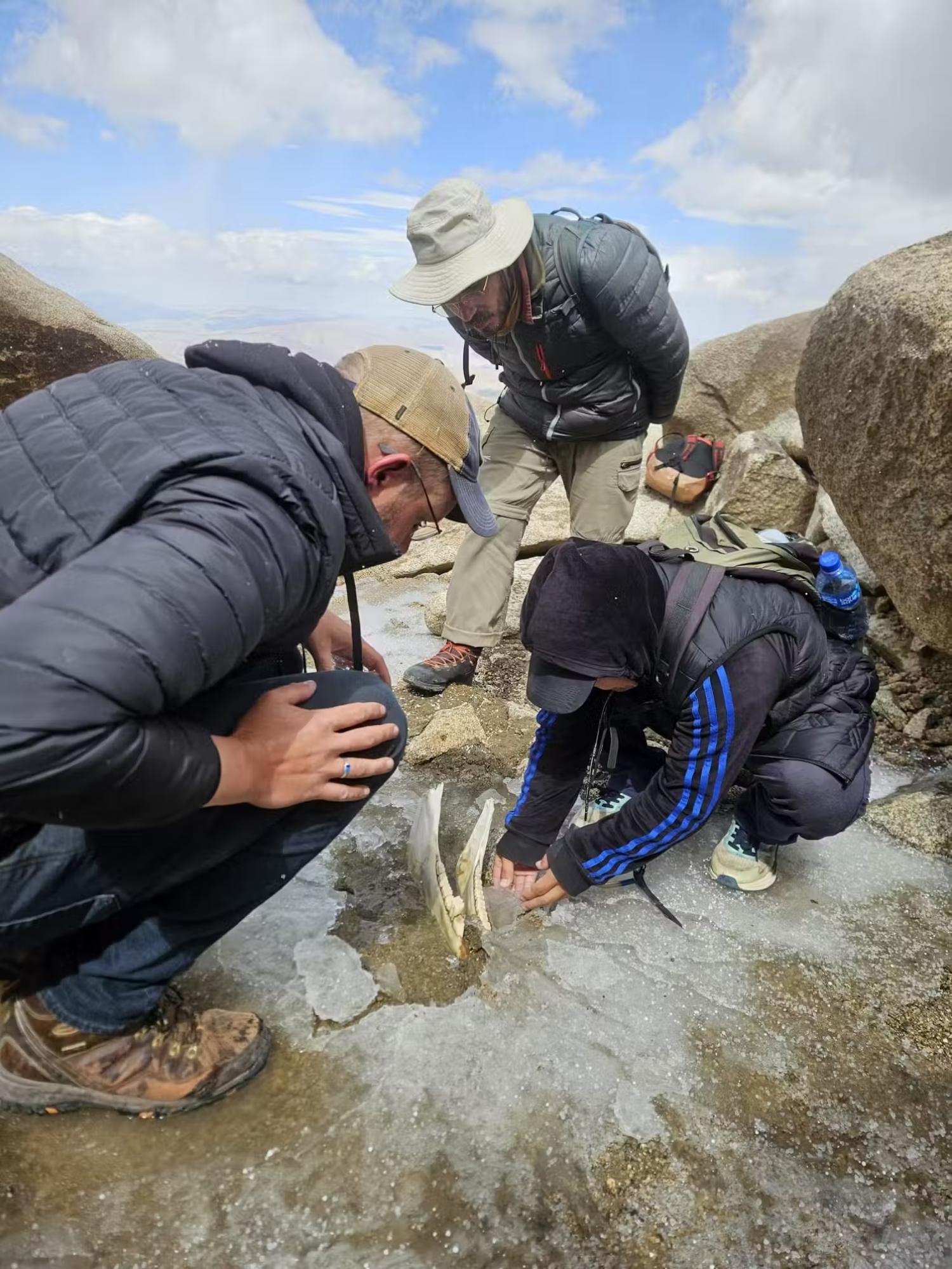 Archaeologists investigate an ancient horse jawbone melting from mountain ice in western Mongolia.