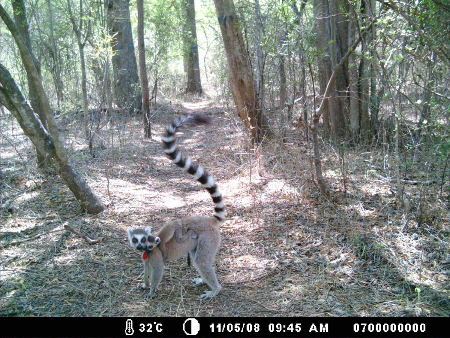 Mom and baby lemur on the trail