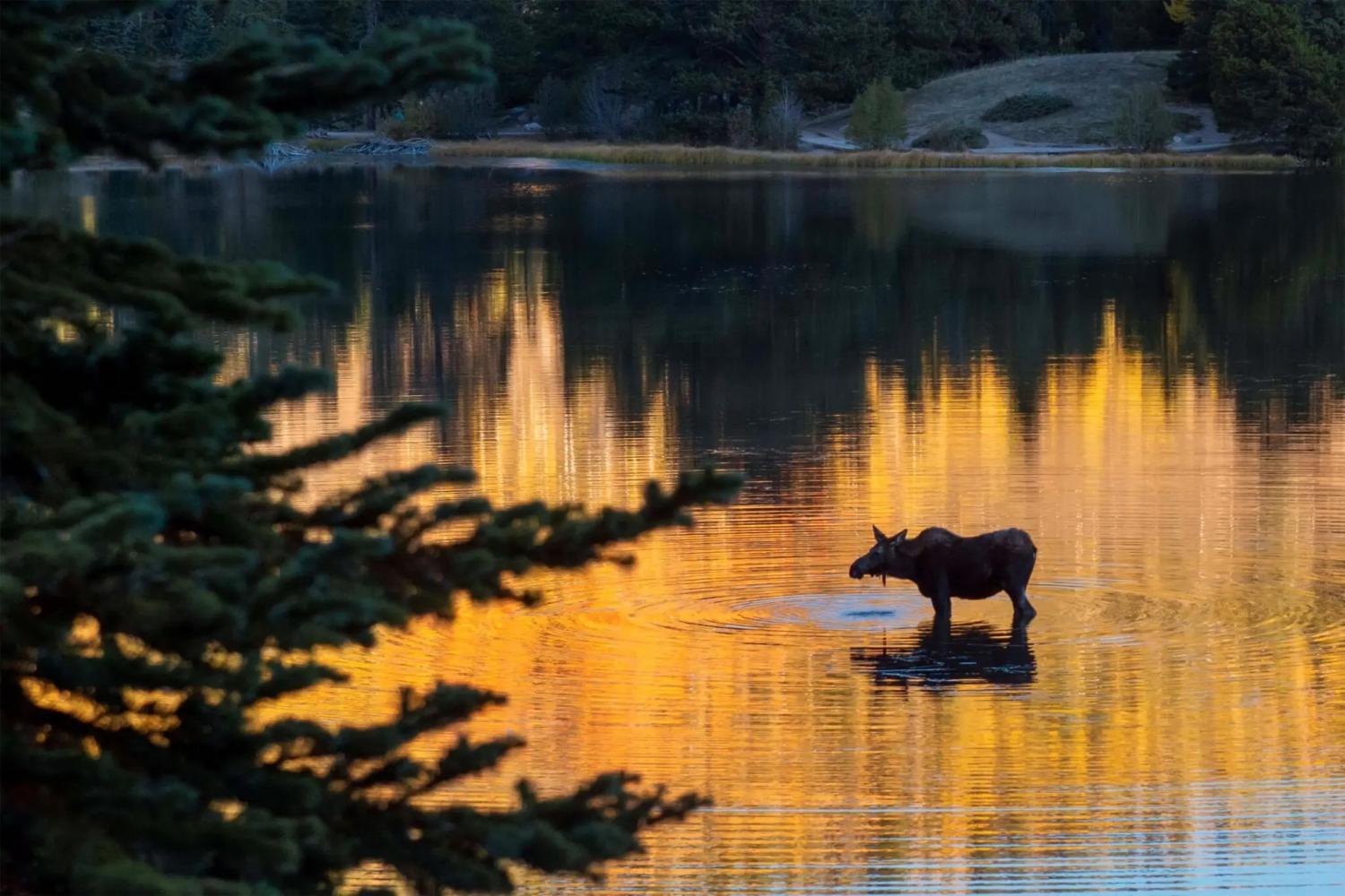 moose-sprague-lake-rmnp-2048x1365