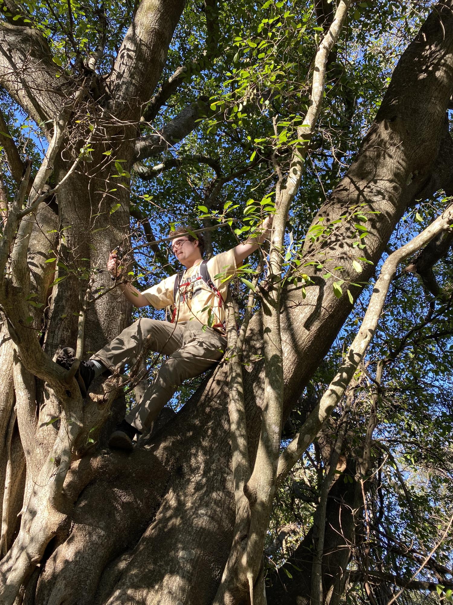 Jack in a Tree