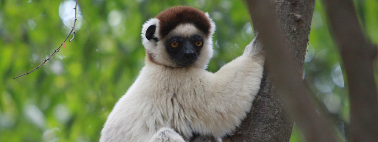 A Verreaux’s sifaka in a tree