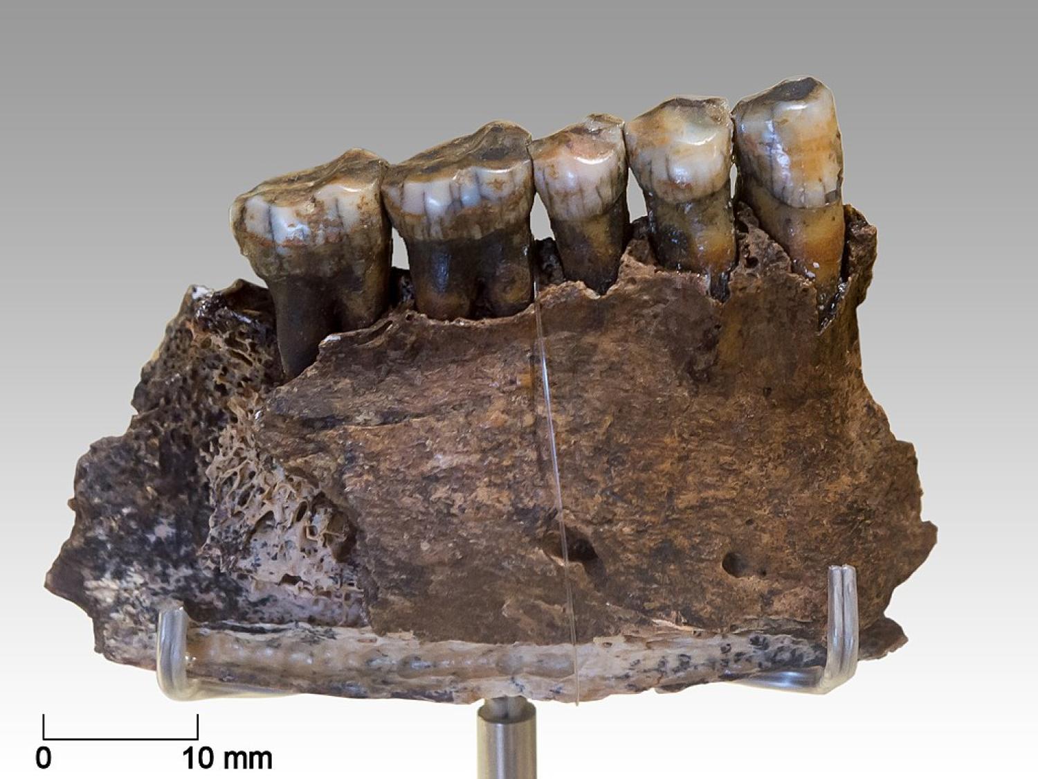 Chagyrskaya_Cave_Neanderthal_mandible_fragment