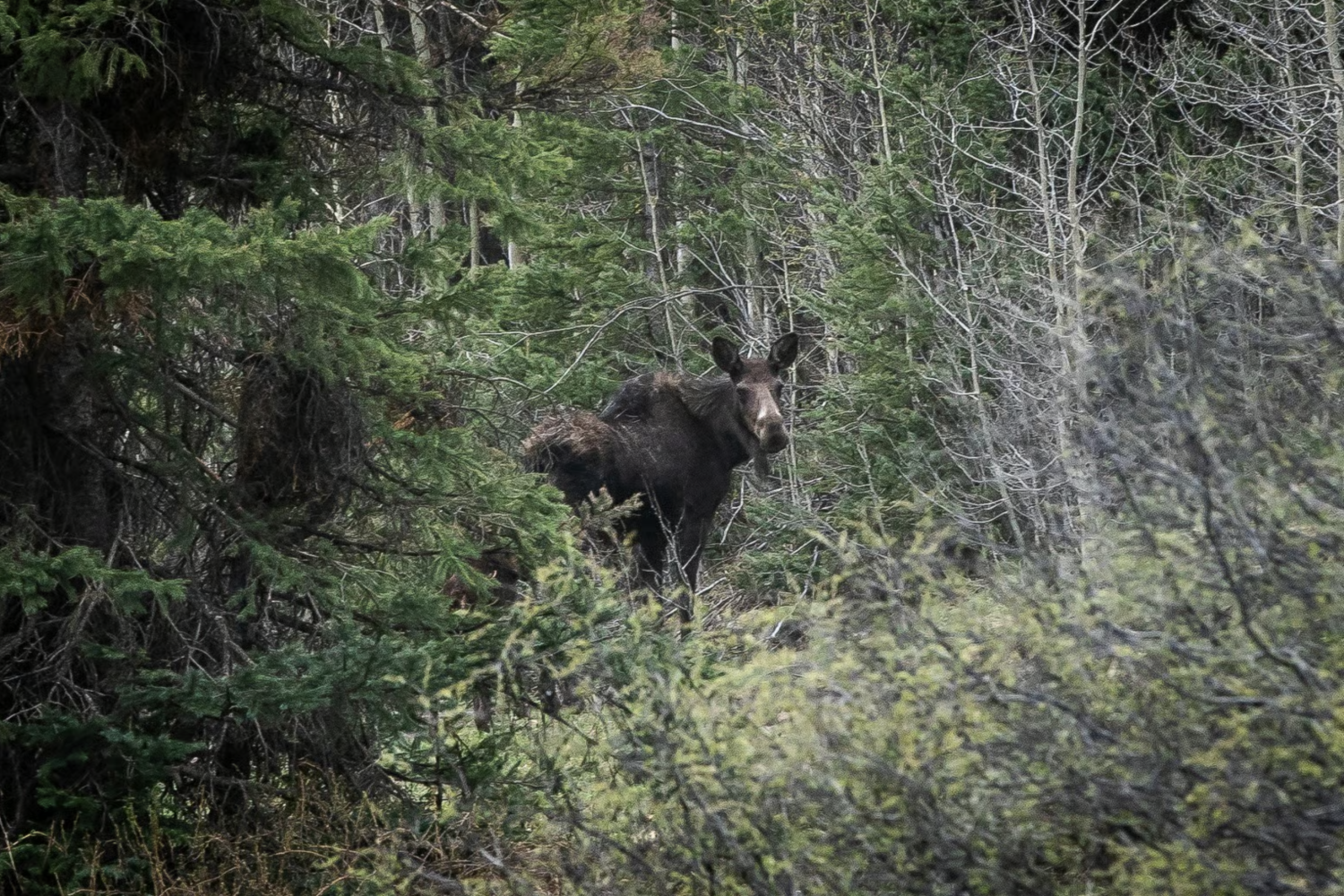 Moose in the forest