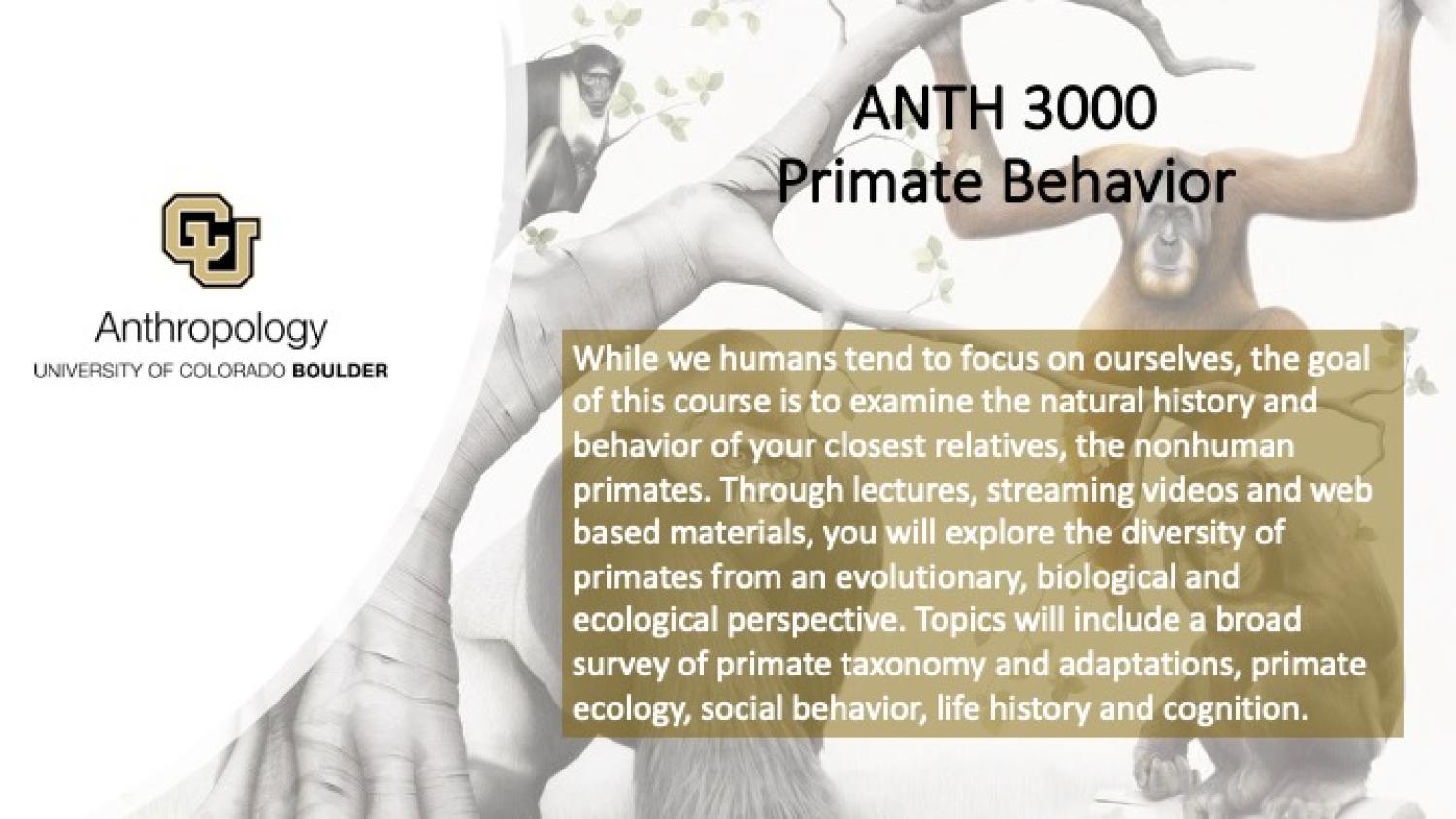 ANTH 300 promo slide featuring primates in a tree