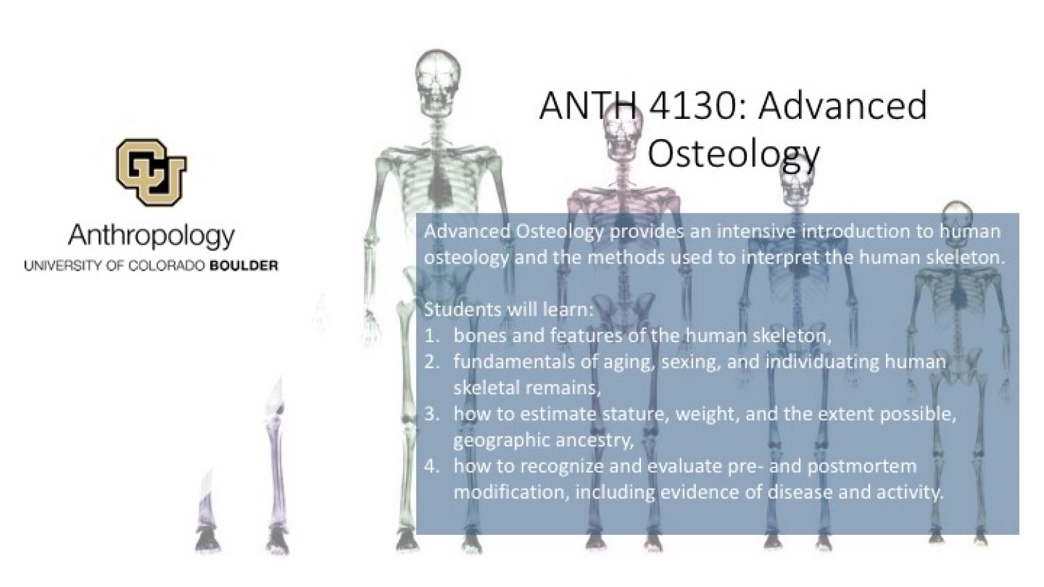 ANTH 4130- Advanced Osteology promo slide featuring skeletons