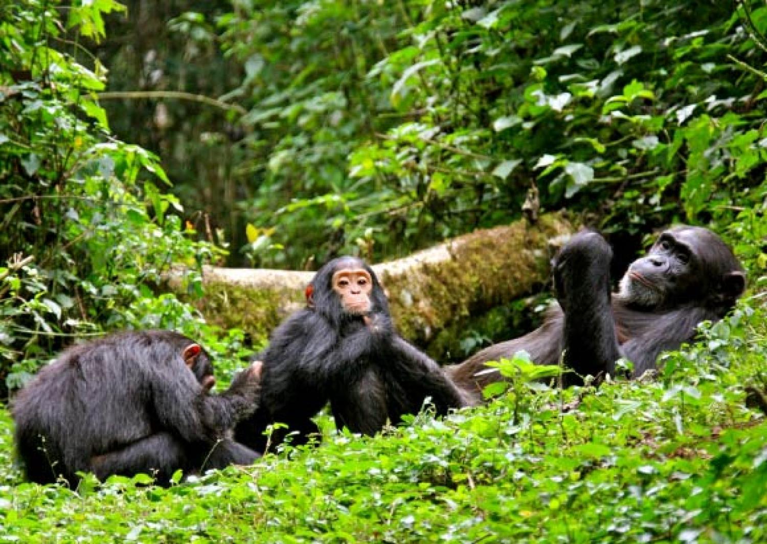 Chimpanzee-Tracking-in-Kibale-National-Park