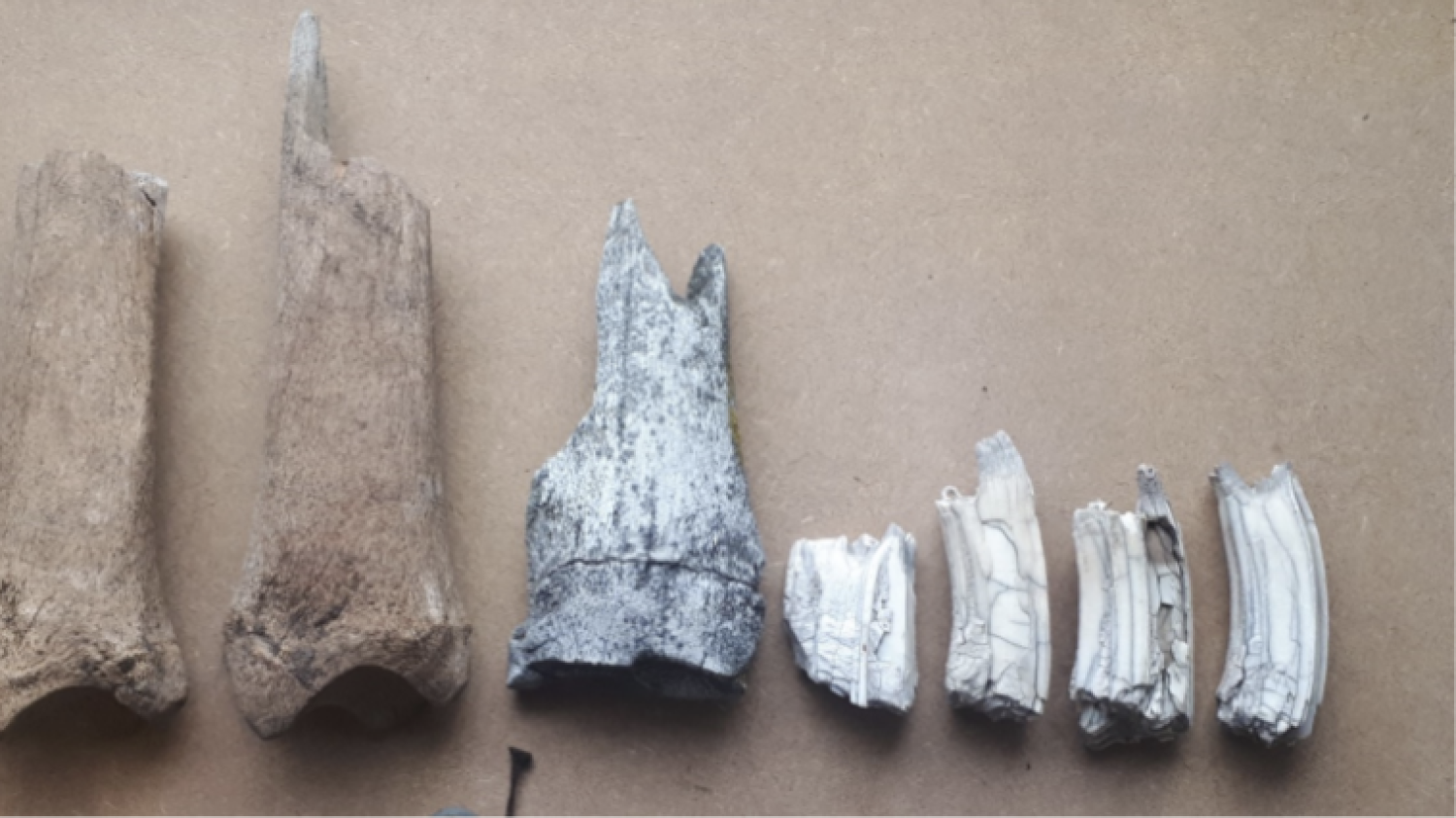 Chorrillo Grande Site horse bones and teeth