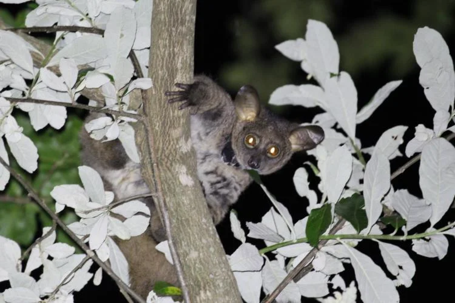 A thick-tailed greater galago (Otolemur crassicaudatus) spotted at the Lajuma Research Centre. (Credit: Jack Dalton)
