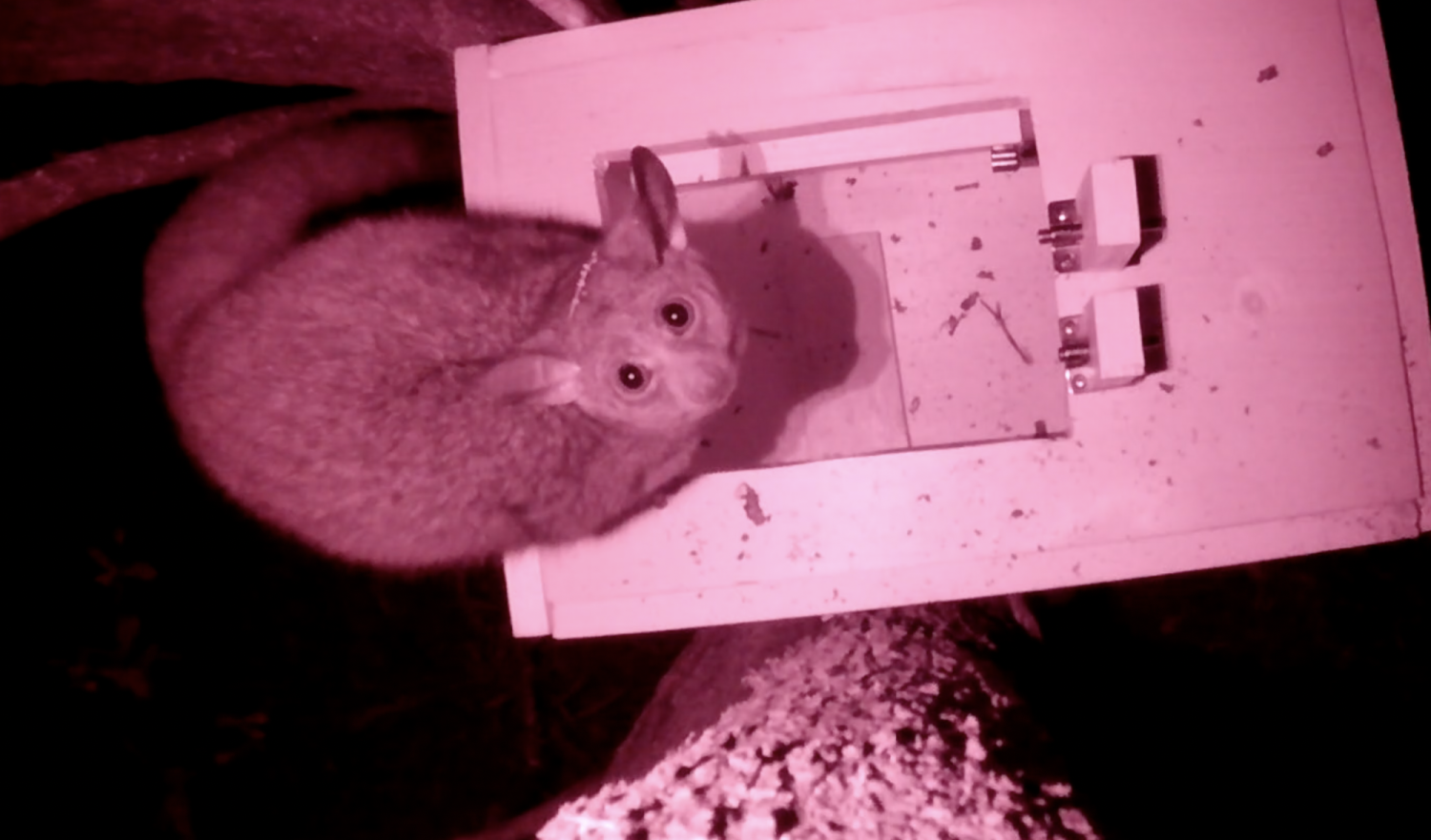 Galago from Jack's research
