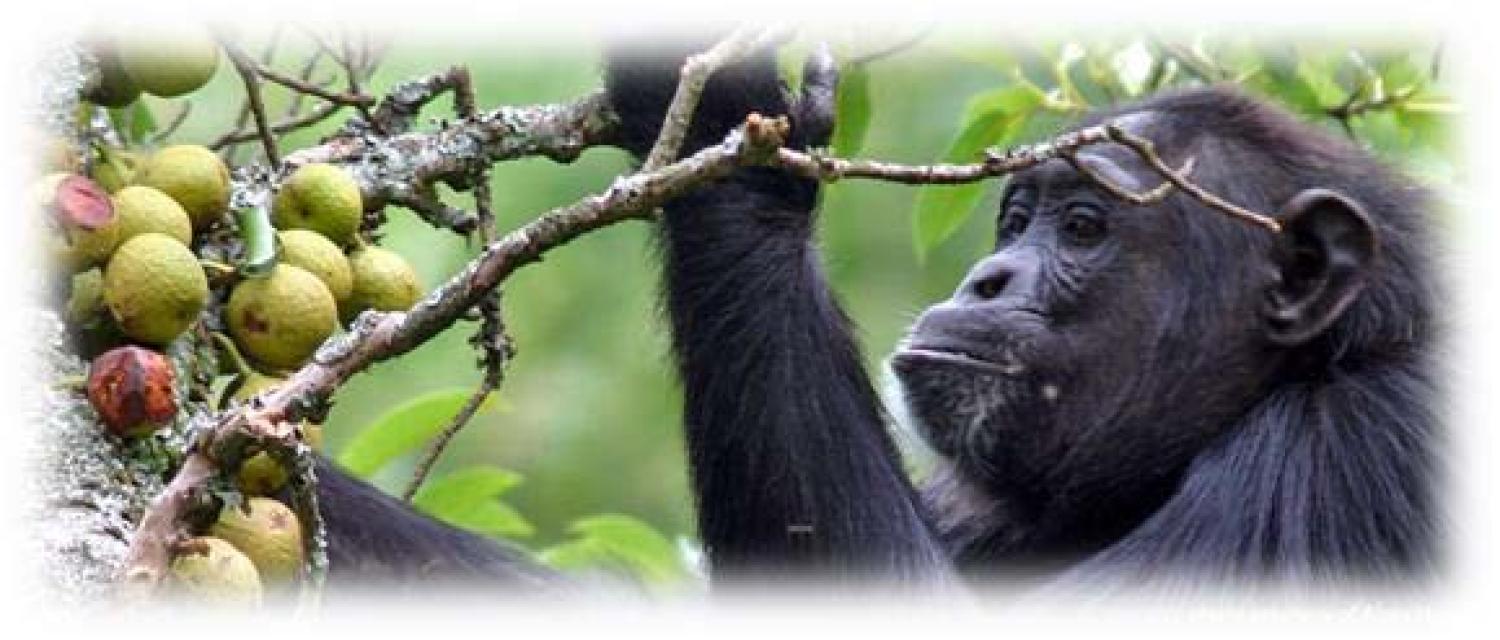 Most Primate Species Threatened With Extinction