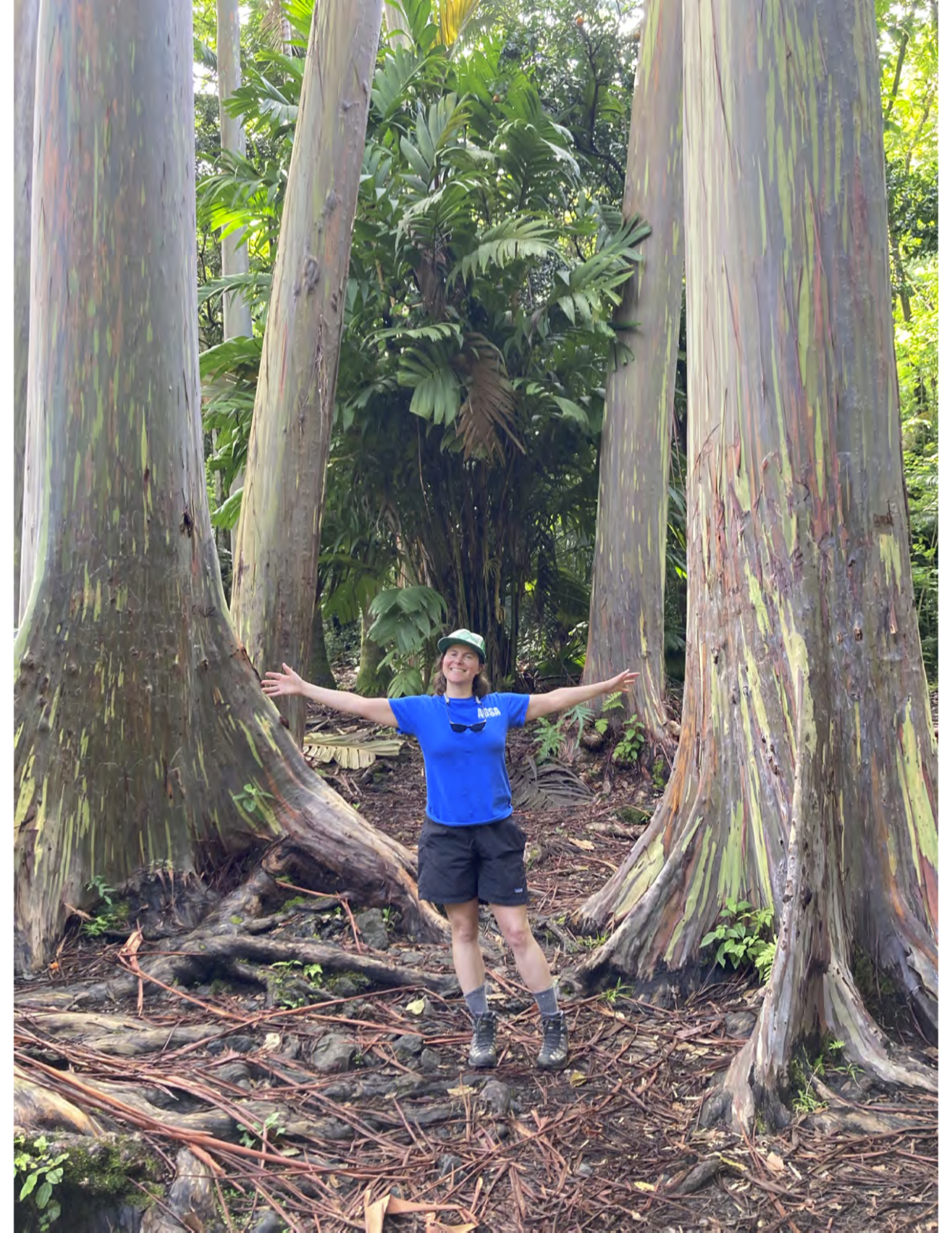 Page next to huge rainbow_eucaliptus-_trees