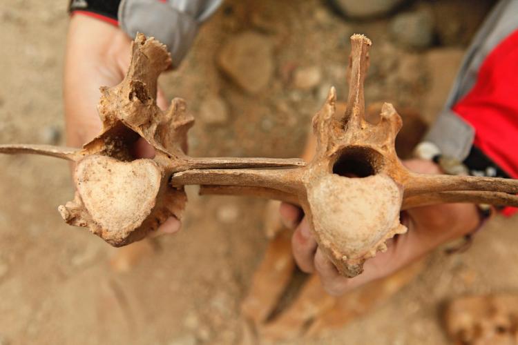 Abnormalities on horse lumbar vertebrae from burials at Shirenzigou.