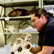 CU graduate student Chance Ward studies horse bones in the museum's Archaeozoology Laboratory.