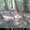 Mom and baby lemur on the trail