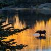 moose-sprague-lake-rmnp-2048x1365