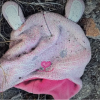 Child Bunny Hat in the dirt
