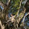Jack in a Tree