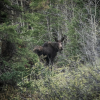 Moose in the forest