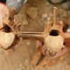 Abnormalities on horse lumbar vertebrae from burials at Shirenzigou.