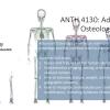 ANTH 4130- Advanced Osteology promo slide featuring skeletons