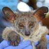 Bushbaby