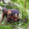 Cultures photo