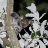 A thick-tailed greater galago (Otolemur crassicaudatus) spotted at the Lajuma Research Centre. (Credit: Jack Dalton)