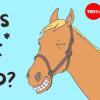 Ted Ed ad that says "mans real best friend?" with a cartoon horse