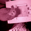 Galago from Jack's research