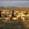 Maasai herders in Africa with livestock