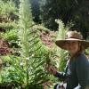 Kelly Zeppelin next to a mullein plant