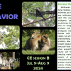 ANTH-3000-581 Primate Behavior Flyer featuring primates