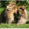 Primates