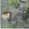 Global Seminar - Vietnam Primates