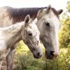 Wild Horses in the American West