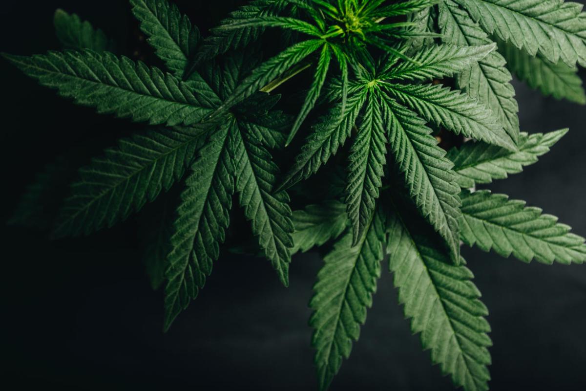 marijuana leaves