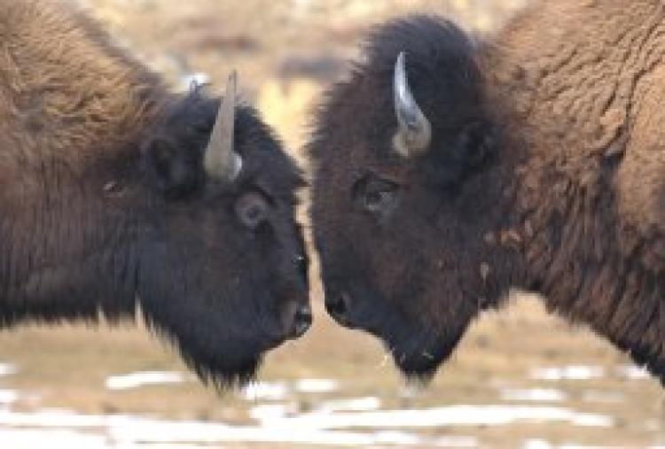 Two buffalo butting heads at watering hole