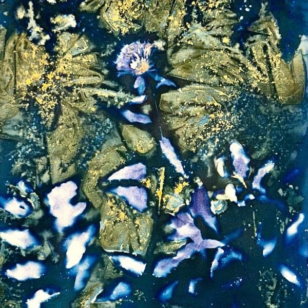 Bee Balm, 2024, Wet Cyanotype, 13"x19"