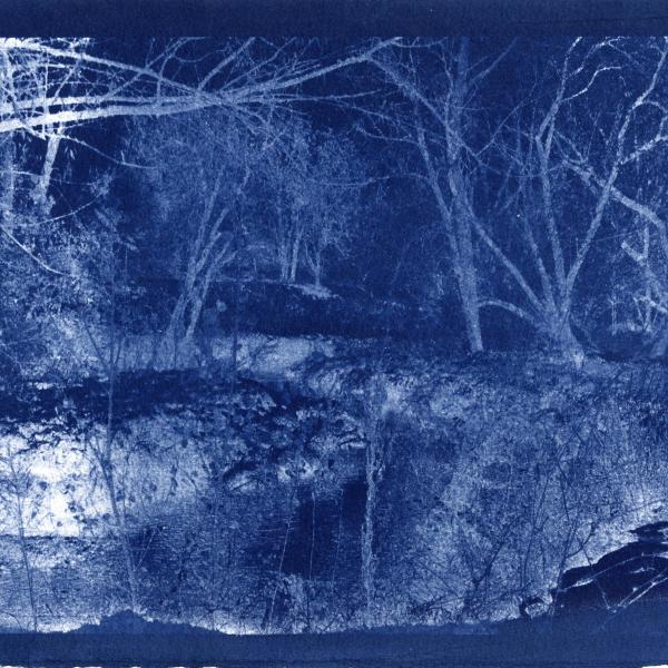 Feeling Upside Down, 2024, Cyanotype, 7.5"x11"