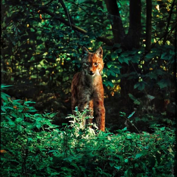 Glynnis Murphy (BA). Sunlit Eyes, Photograph, 11x14