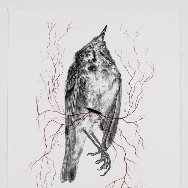 Cesarean, lithograph, 18in x 27in, 2022