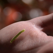 A still of a cankerworm from Espelie's film Beyond Expression Bright. Credit: Erin Espelie, CU Boulder
