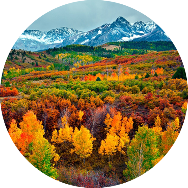 A forest shows a gorgeous variety of colors, set below a snow-capped mountain in the distance.