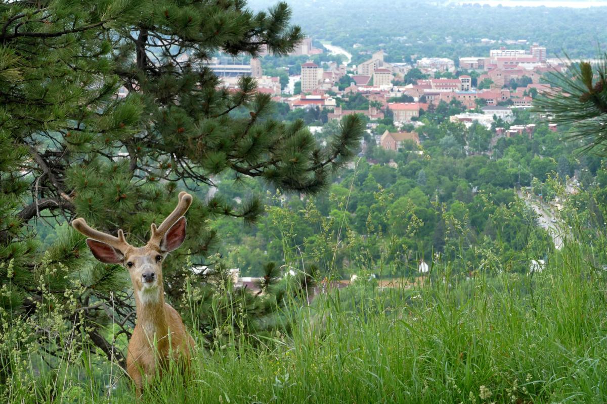 Photo of deer