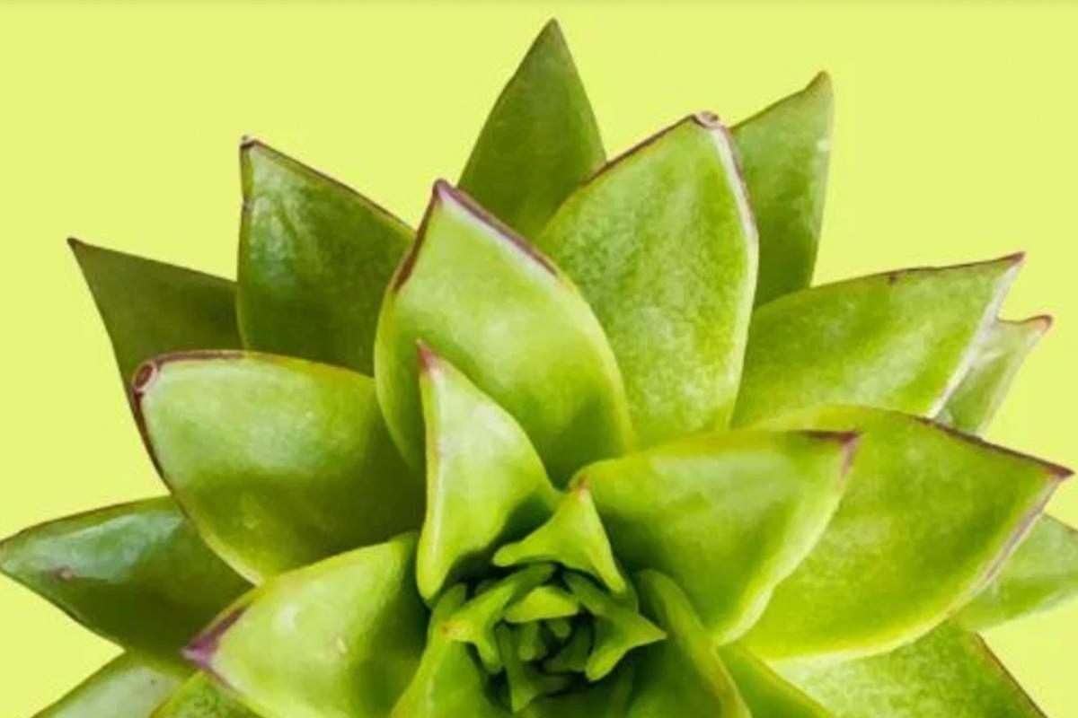 succulent