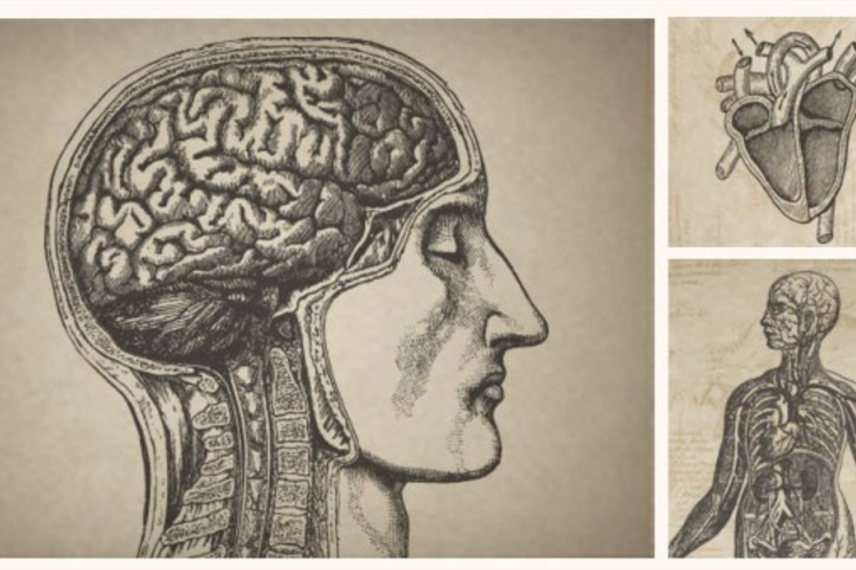 Drawings of the human brain and other internal organs