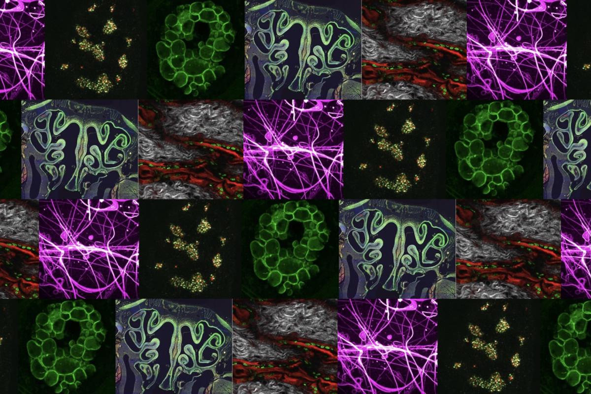 Molecular biology images