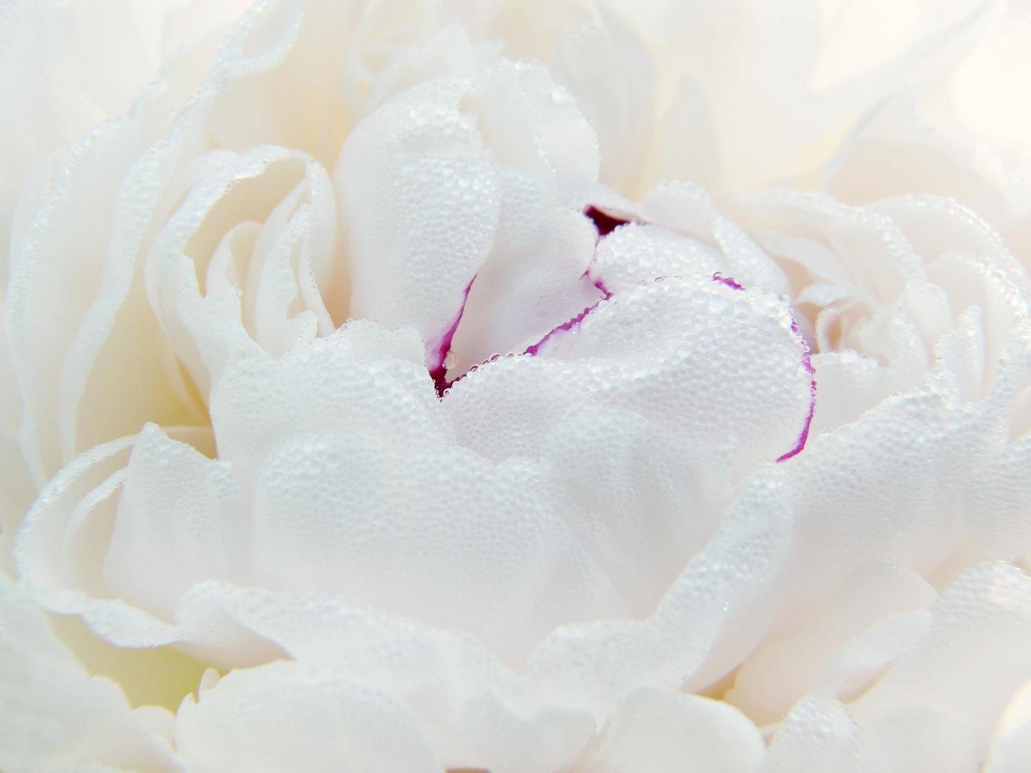 Peony